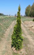 thuja-smaragd-150-175-cm-thuja-lebensbaum-smaragd-heckenpflanzen-wurzelballen-unsere-transport.jpg